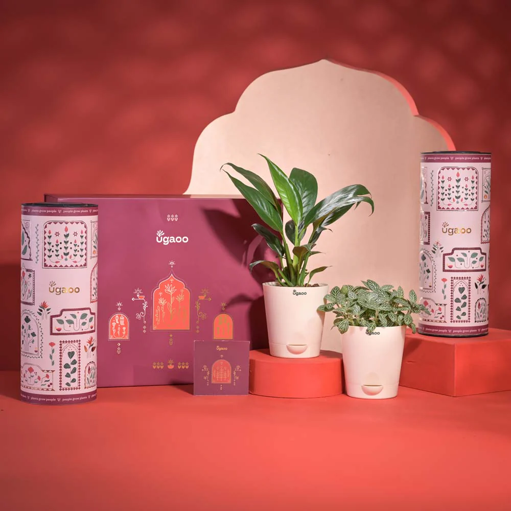 Abundance & Joy Diwali Gift Hamper - Image 8