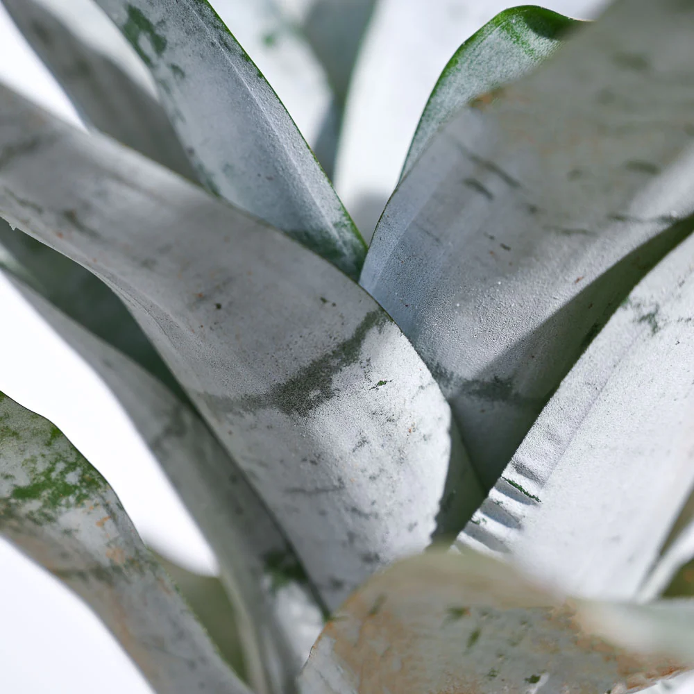 Aechmea Fasciata Plant - Image 5