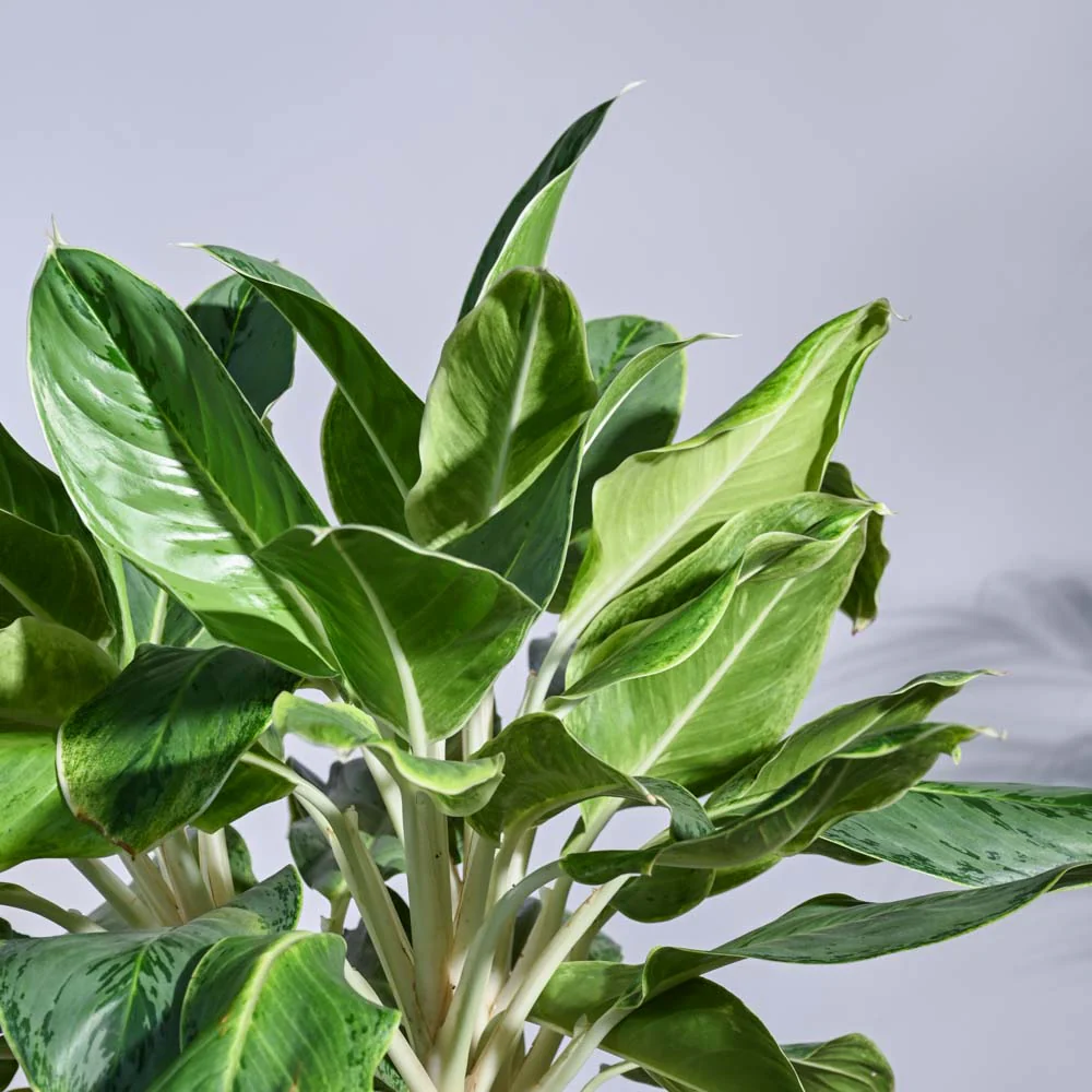Aglaonema Ice Plant - XL - Image 5