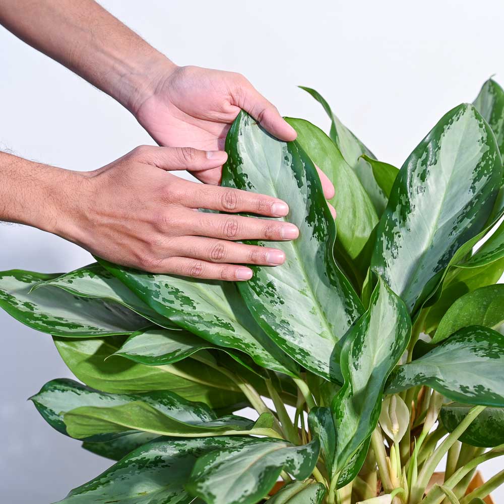 Aglaonema Manila Beauty - XL - Image 4
