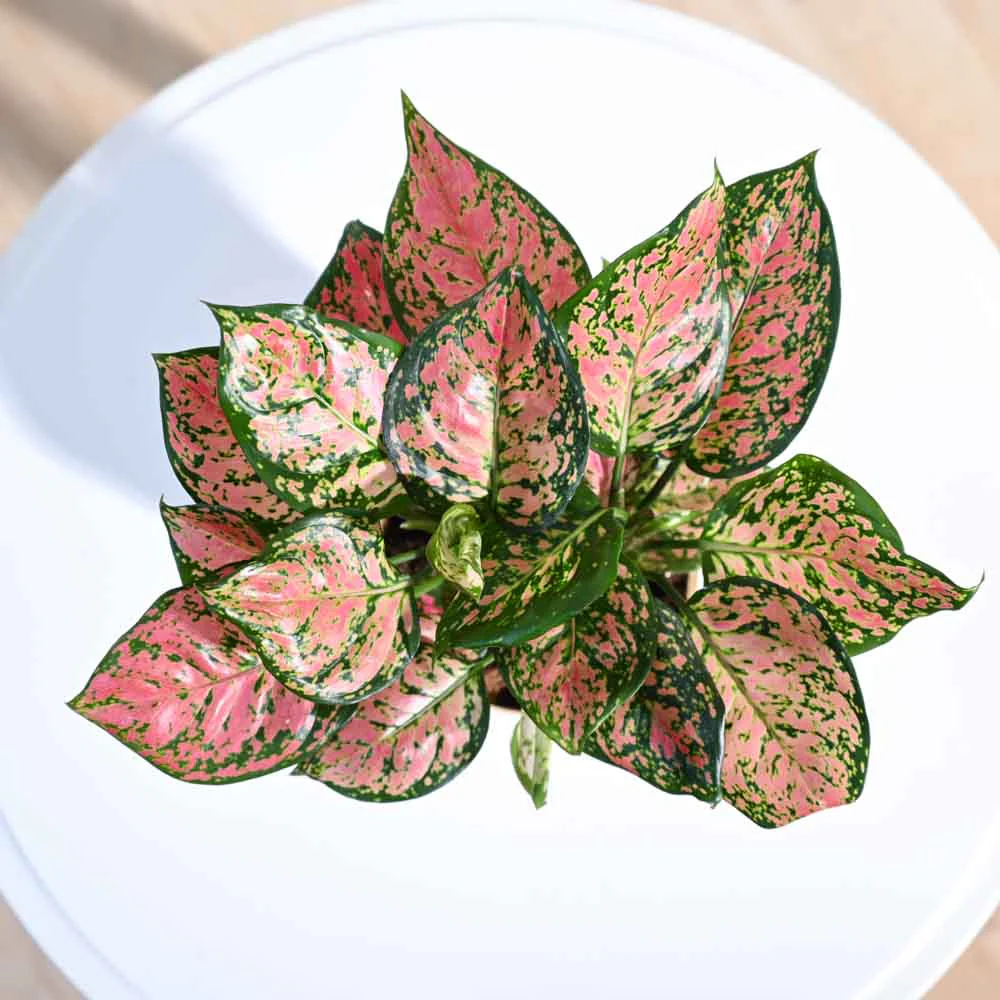 Aglaonema Pink Beauty Plant - Medium - Image 29
