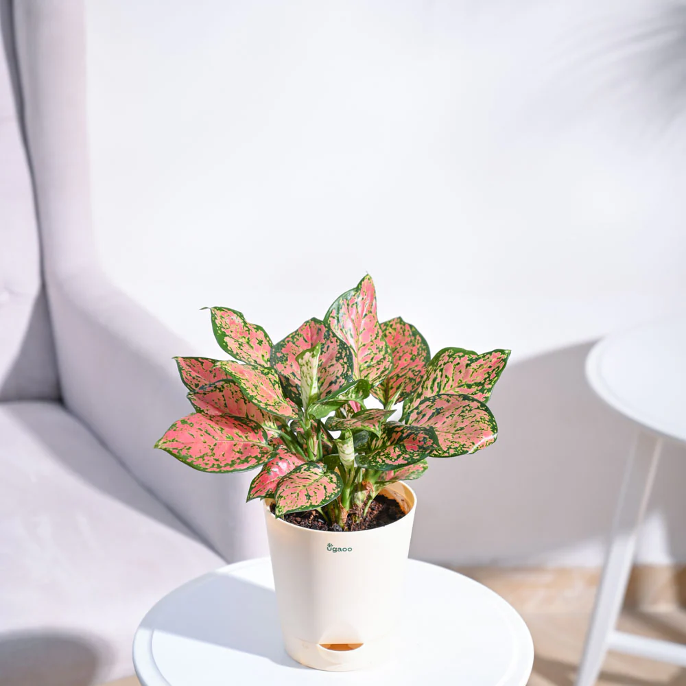 Aglaonema Pink Beauty Plant - Medium - Image 36