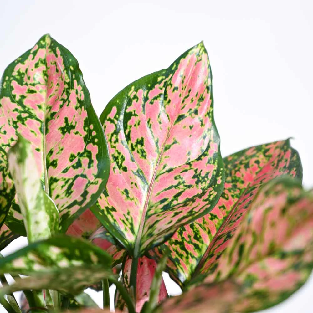 Aglaonema Pink Beauty Plant - Medium - Image 46