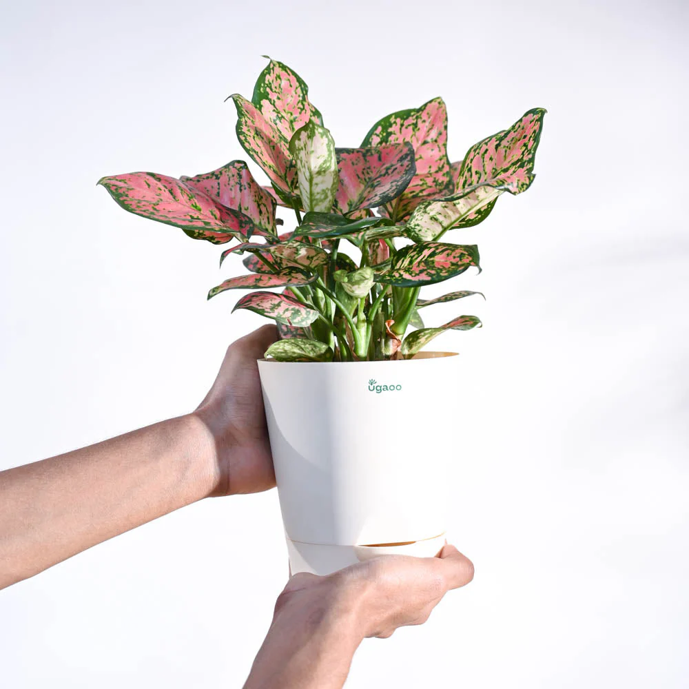 Aglaonema Pink Beauty Plant - Medium - Image 57