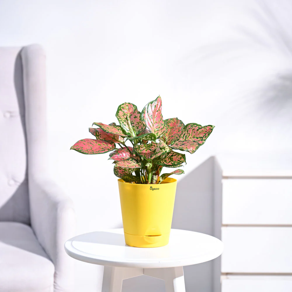 Aglaonema Pink Beauty Plant - Medium - Image 8