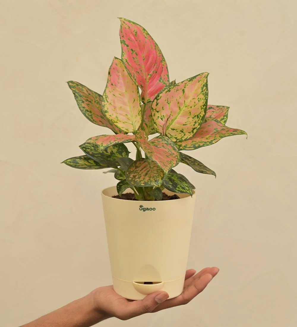 Aglaonema Pink Beauty Plant Gift Hamper - Image 4