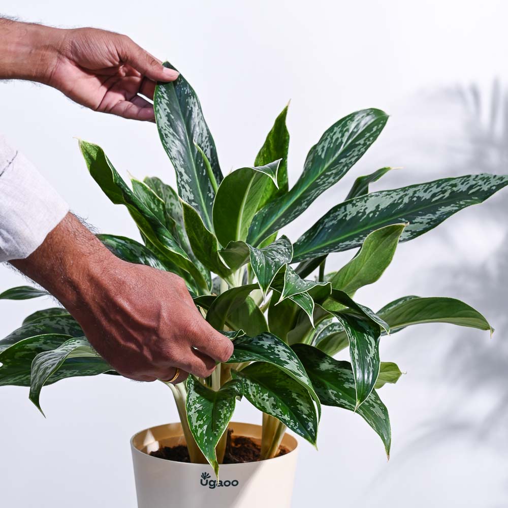 Aglaonema Queen Plant - Image 19