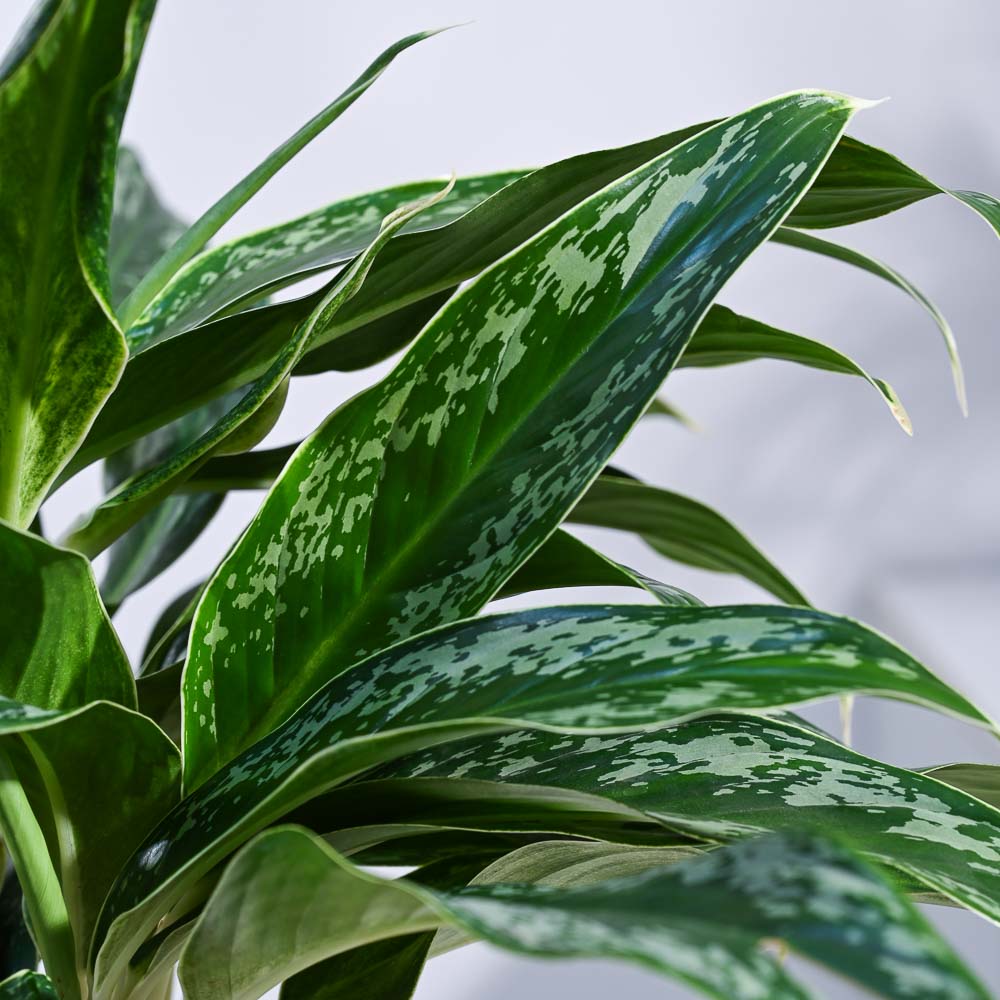 Aglaonema Queen Plant - Image 31