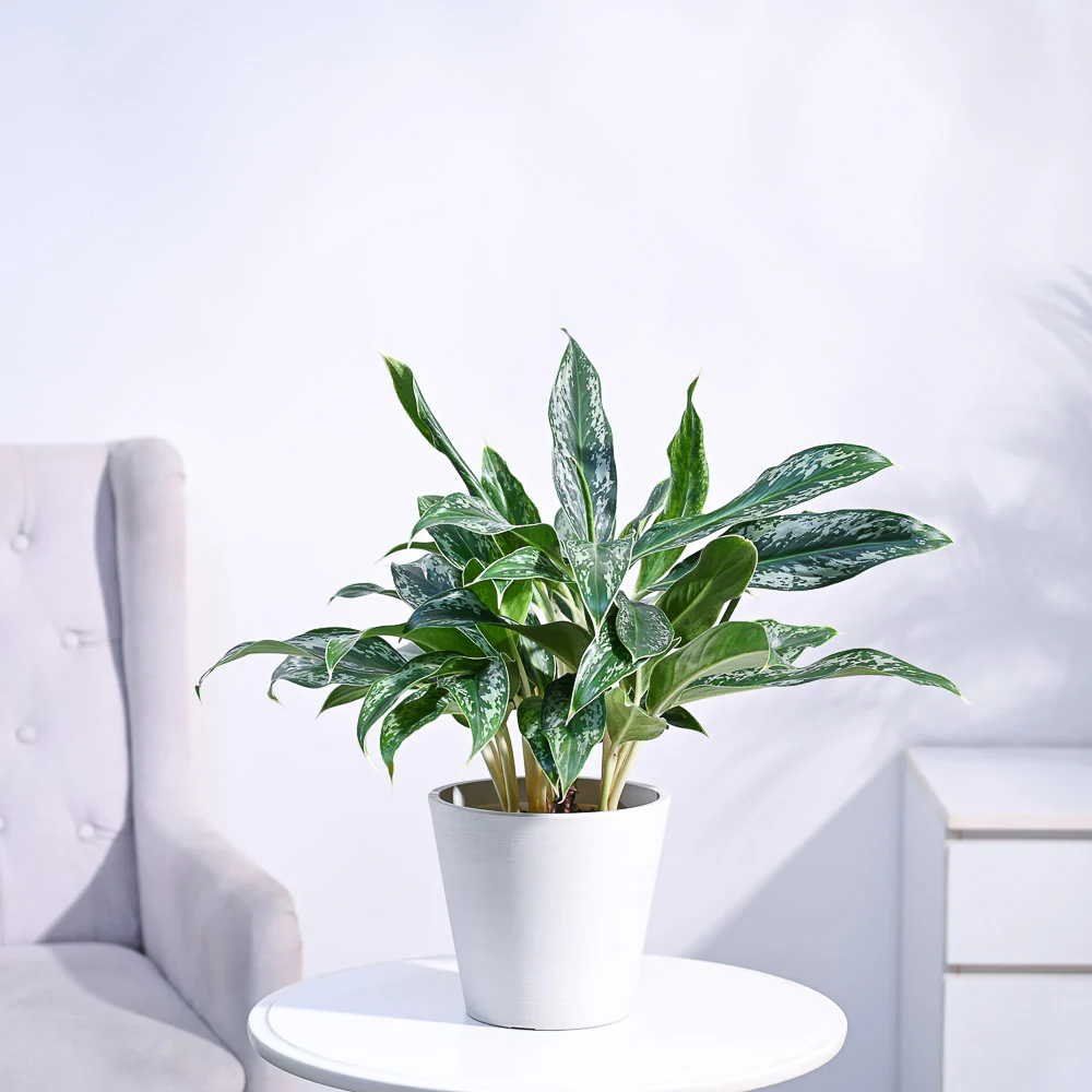 Aglaonema Queen Plant - Image 37