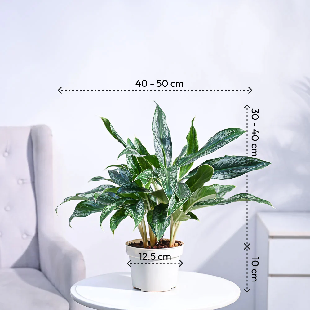 Aglaonema Queen Plant - Image 44