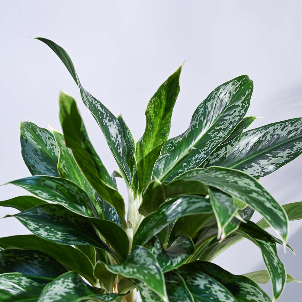 Aglaonema Queen Plant - Image 53