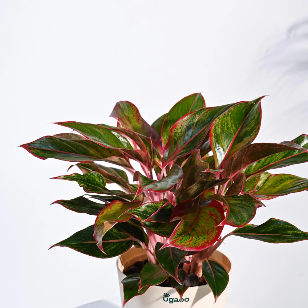 Aglaonema Red Plant - Image 12