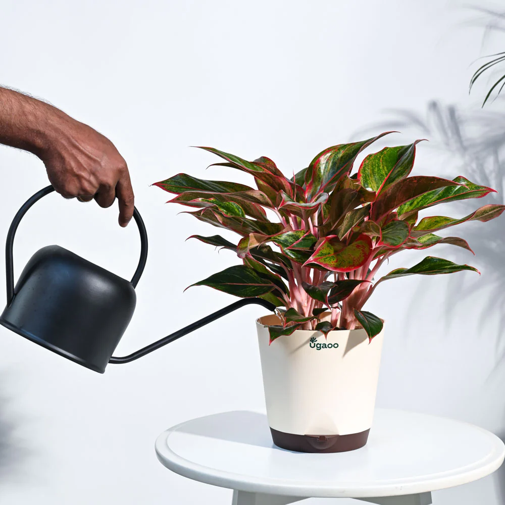 Aglaonema Red Plant - Image 25