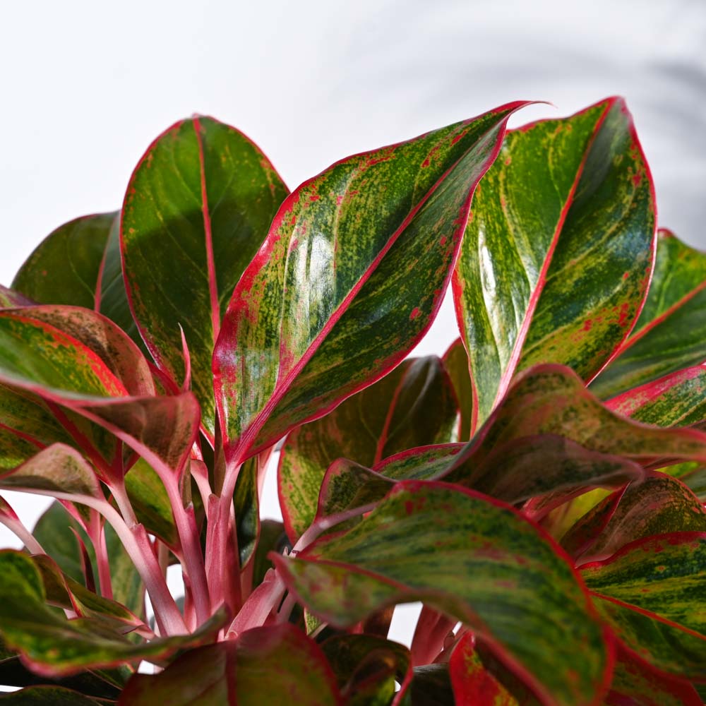 Aglaonema Red Plant - Image 44