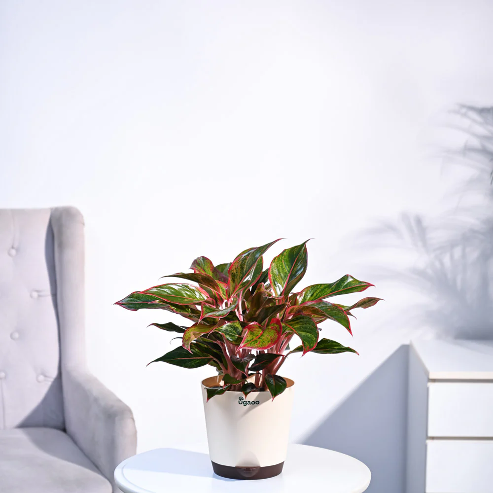 Aglaonema Red Plant - Image 6