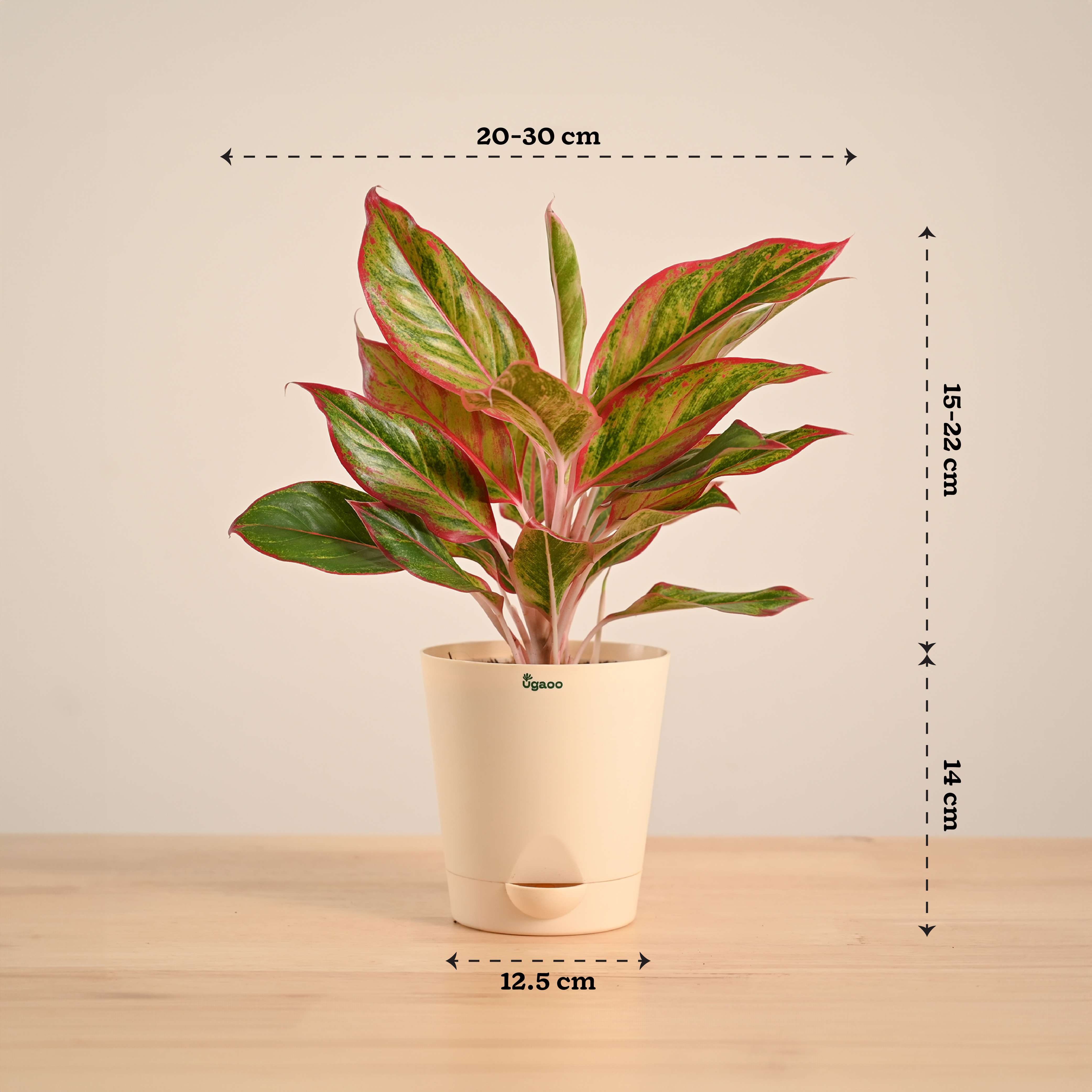 Aglaonema Red Plant - Image 71