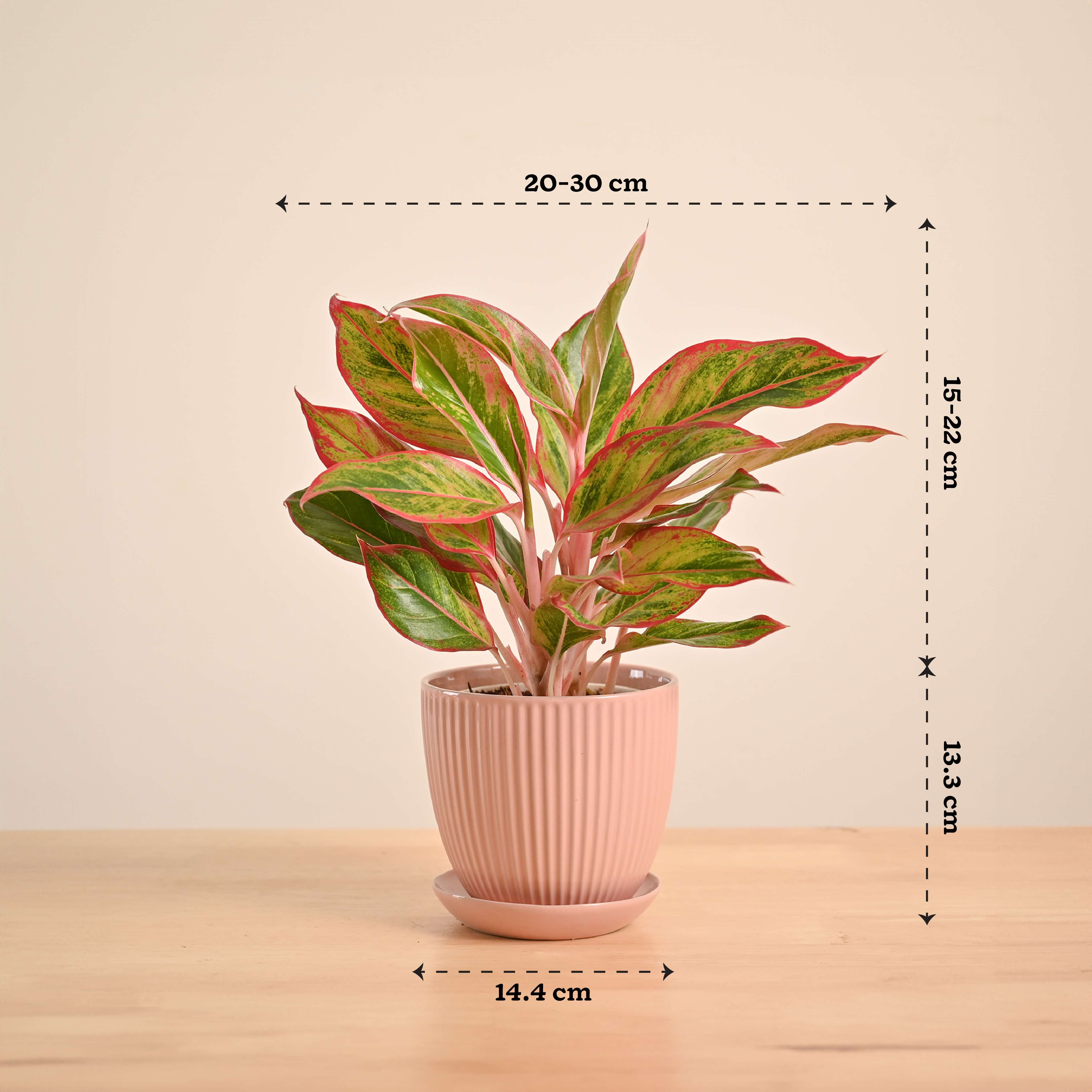 Aglaonema Red Plant - Image 75