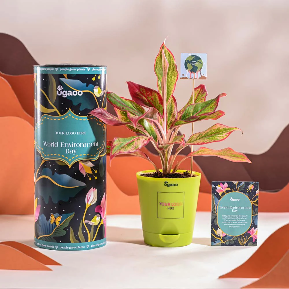 Aglaonema Red Plant For Environment Day Gifting - Image 13
