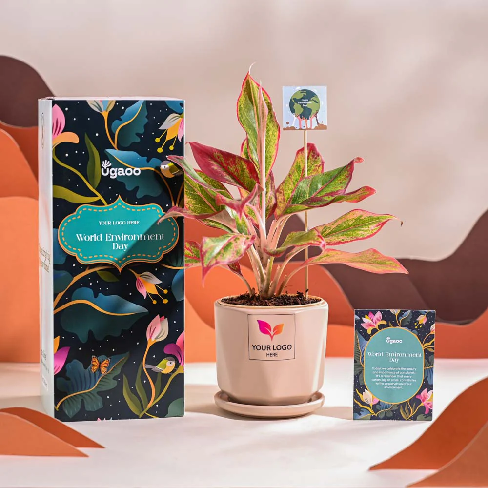 Aglaonema Red Plant For Environment Day Gifting - Image 55