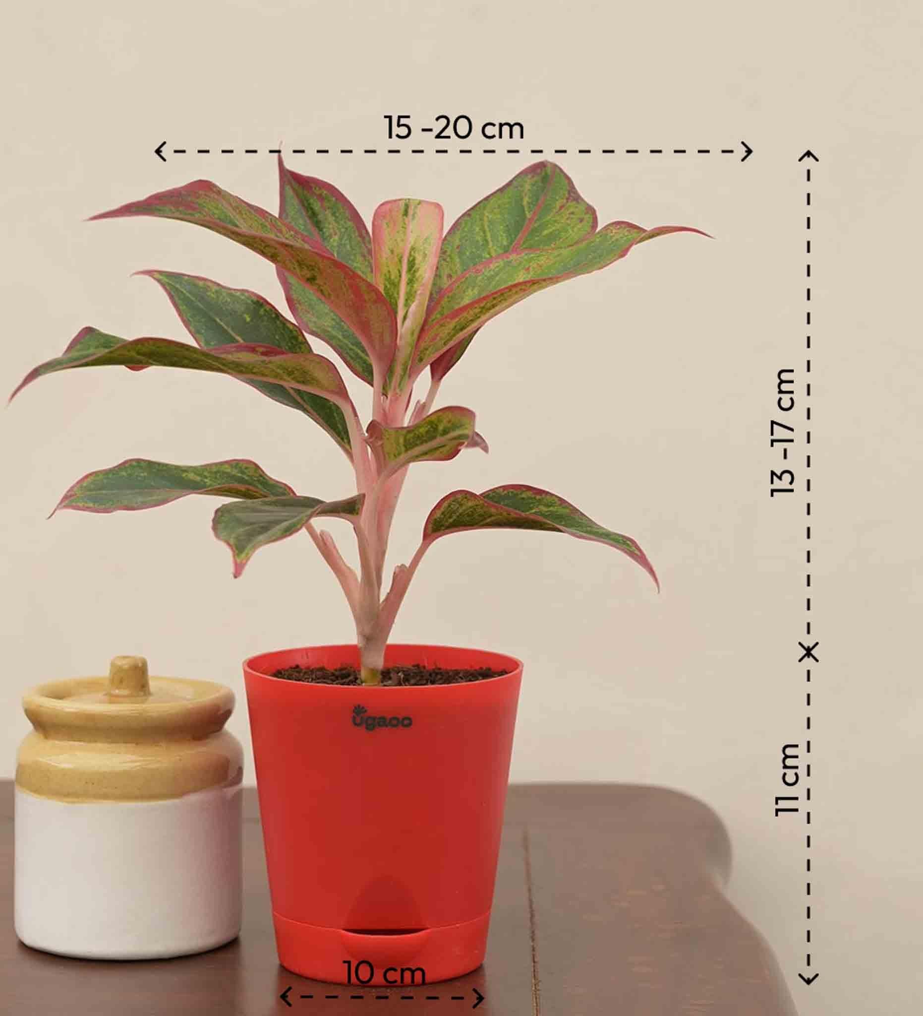Aglaonema Red Plant Gift Hamper - Image 3