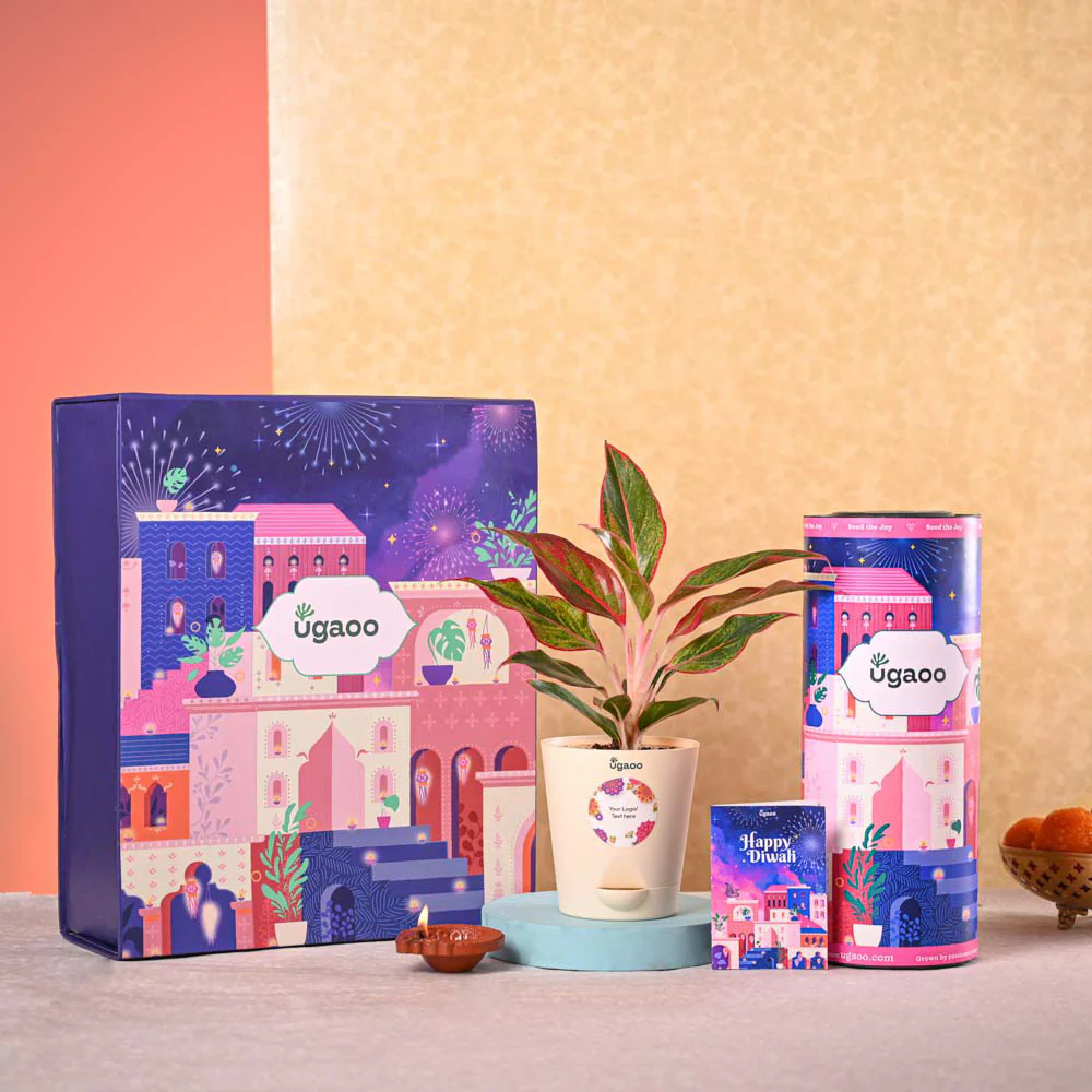 Aglaonema Red Plant & Nutki Gift Hamper - Image 2