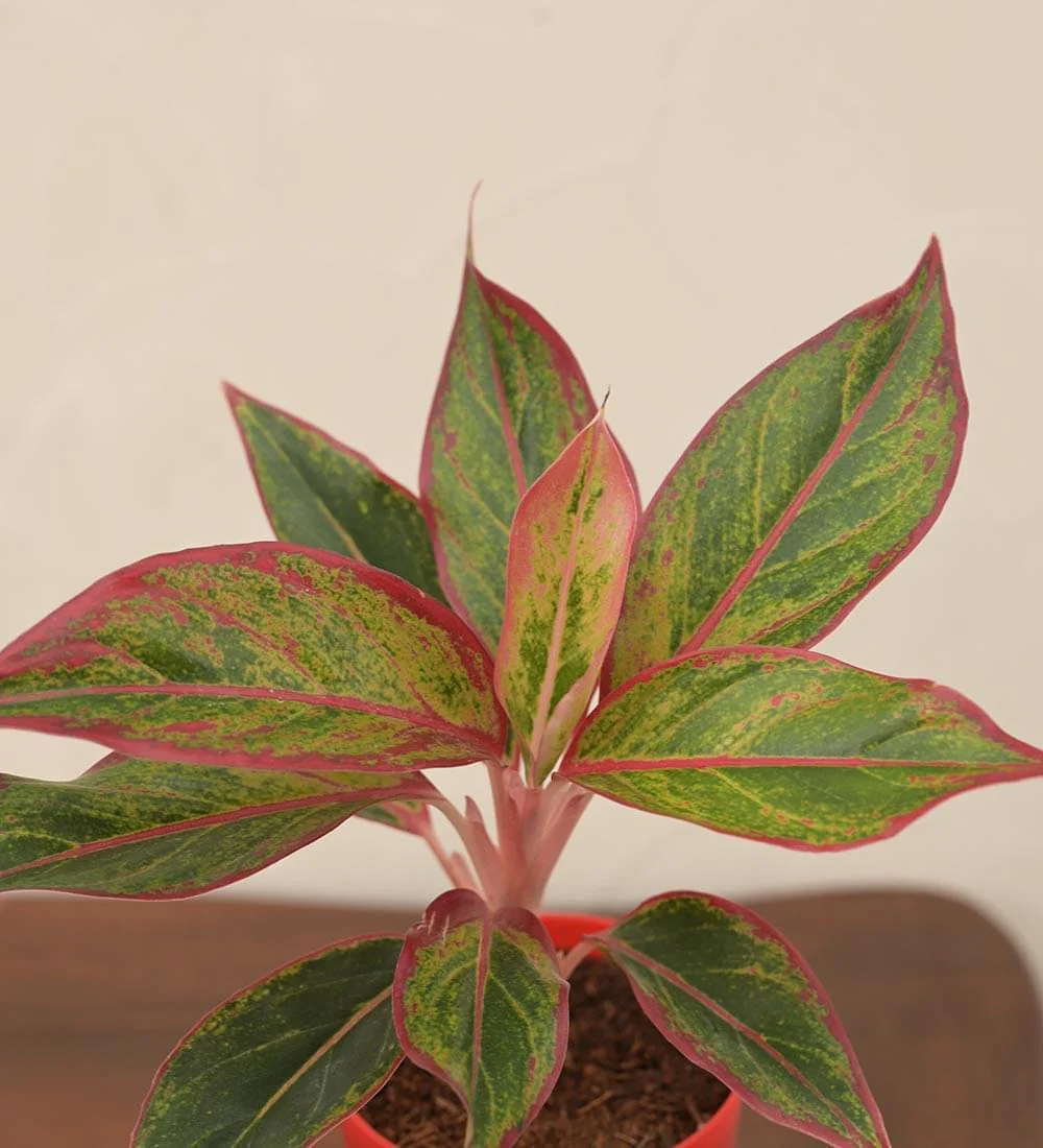 Aglaonema Red Plant - Small Gift Hamper - Image 2