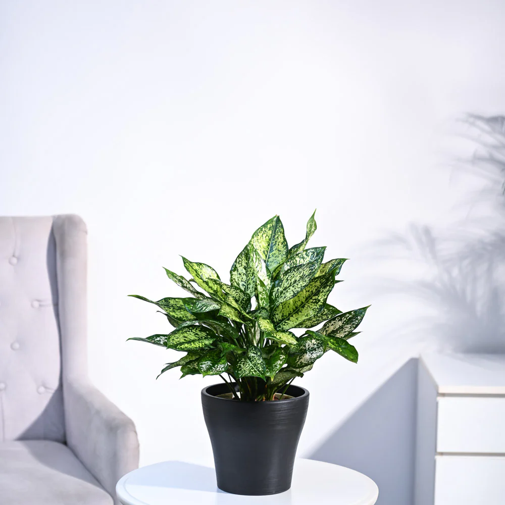 Aglaonema Snow White Plant - Image 29