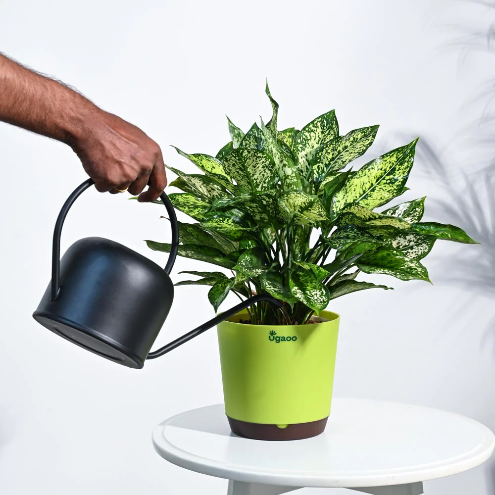 Aglaonema Snow White Plant - Image 4