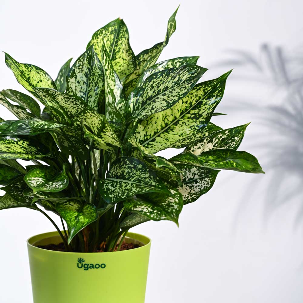 Aglaonema Snow White Plant - Image 47