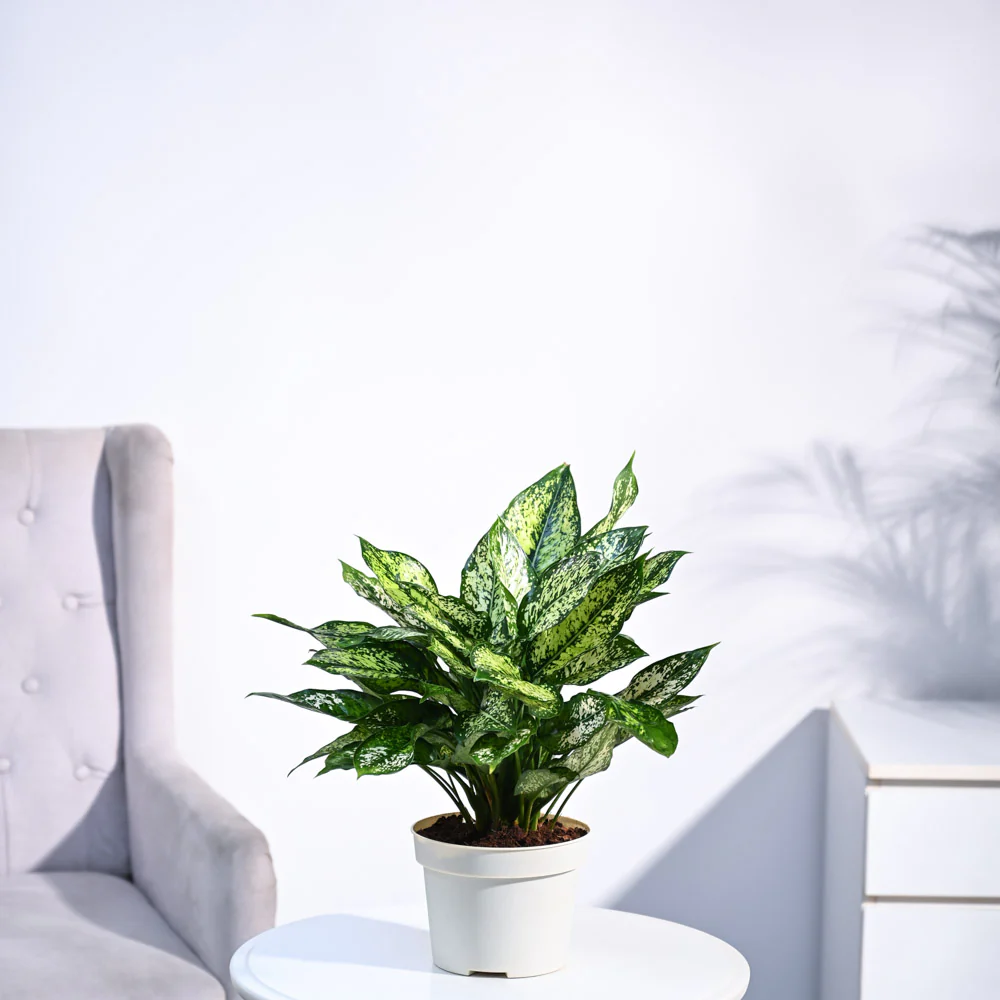 Aglaonema Snow White Plant - Image 9