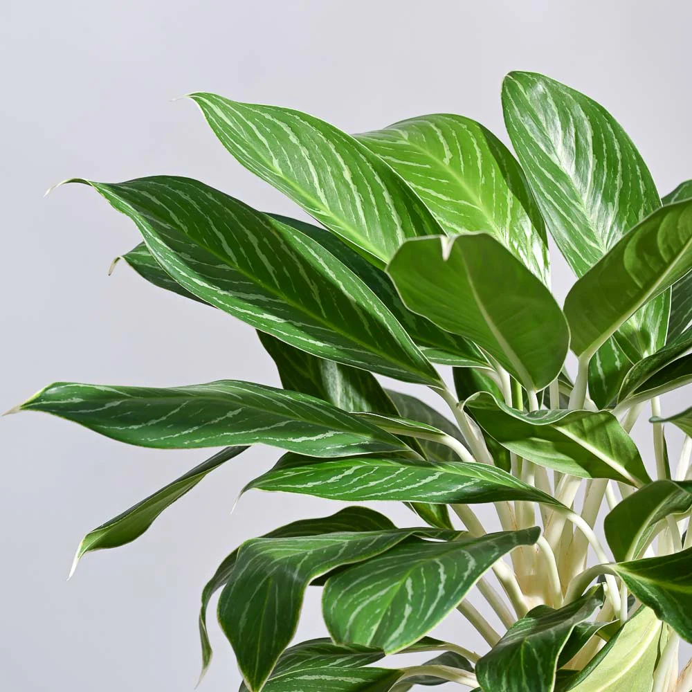 Aglaonema Stripes Plant - XL - Image 7