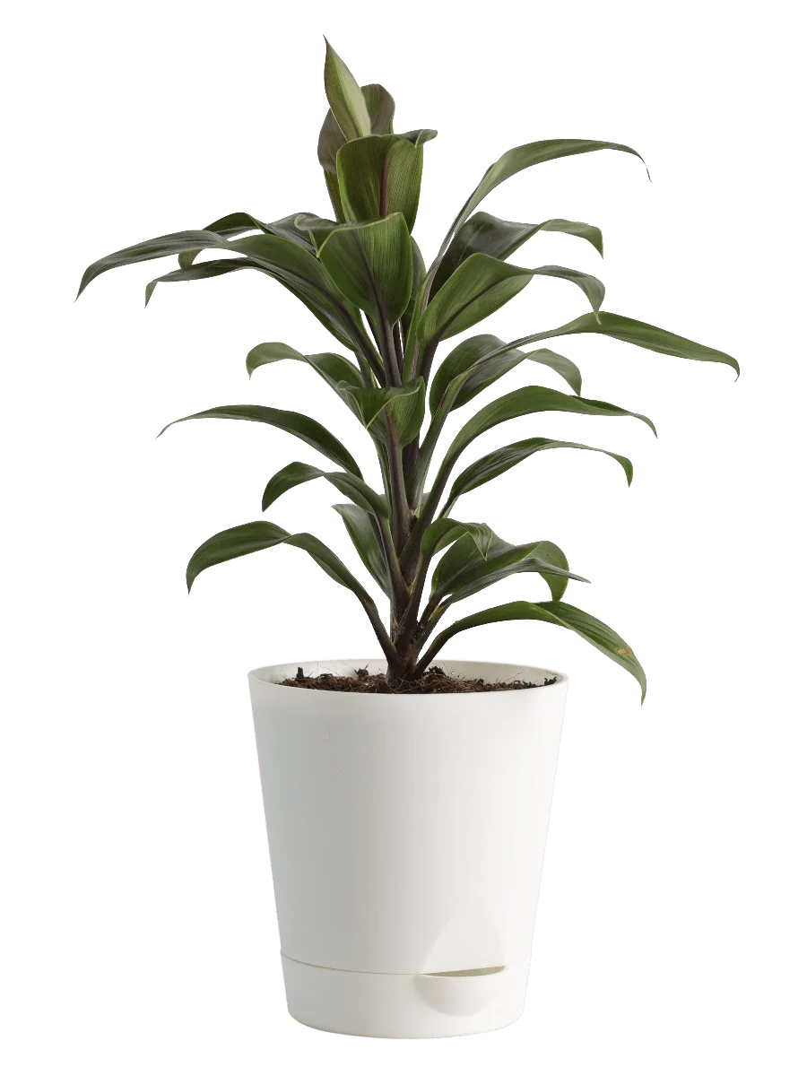 Air Purifying Plant Bundle - Aglaonema Red, Dracaena Coffee, Philodendron Oxycardium Golden - Image 3