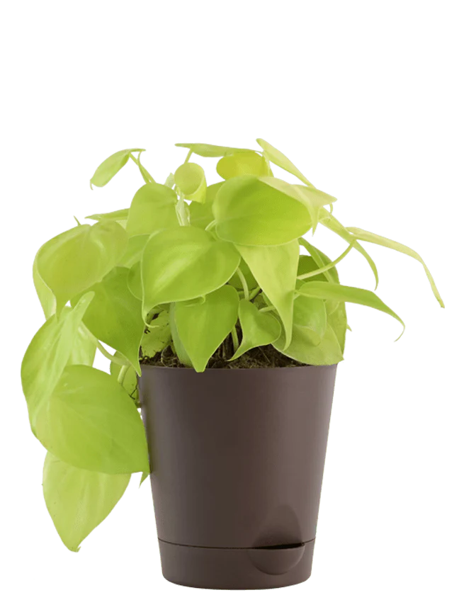 Air Purifying Plant Bundle - Aglaonema Red, Dracaena Coffee, Philodendron Oxycardium Golden - Image 4