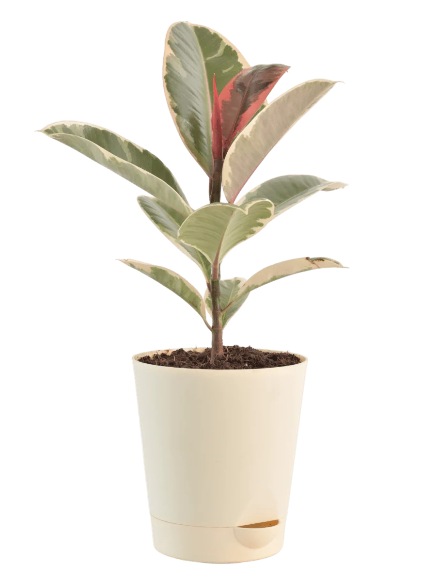 Air Purifying Plant Bundle - Rubber Variegated and Aglaonema Pink - Image 3