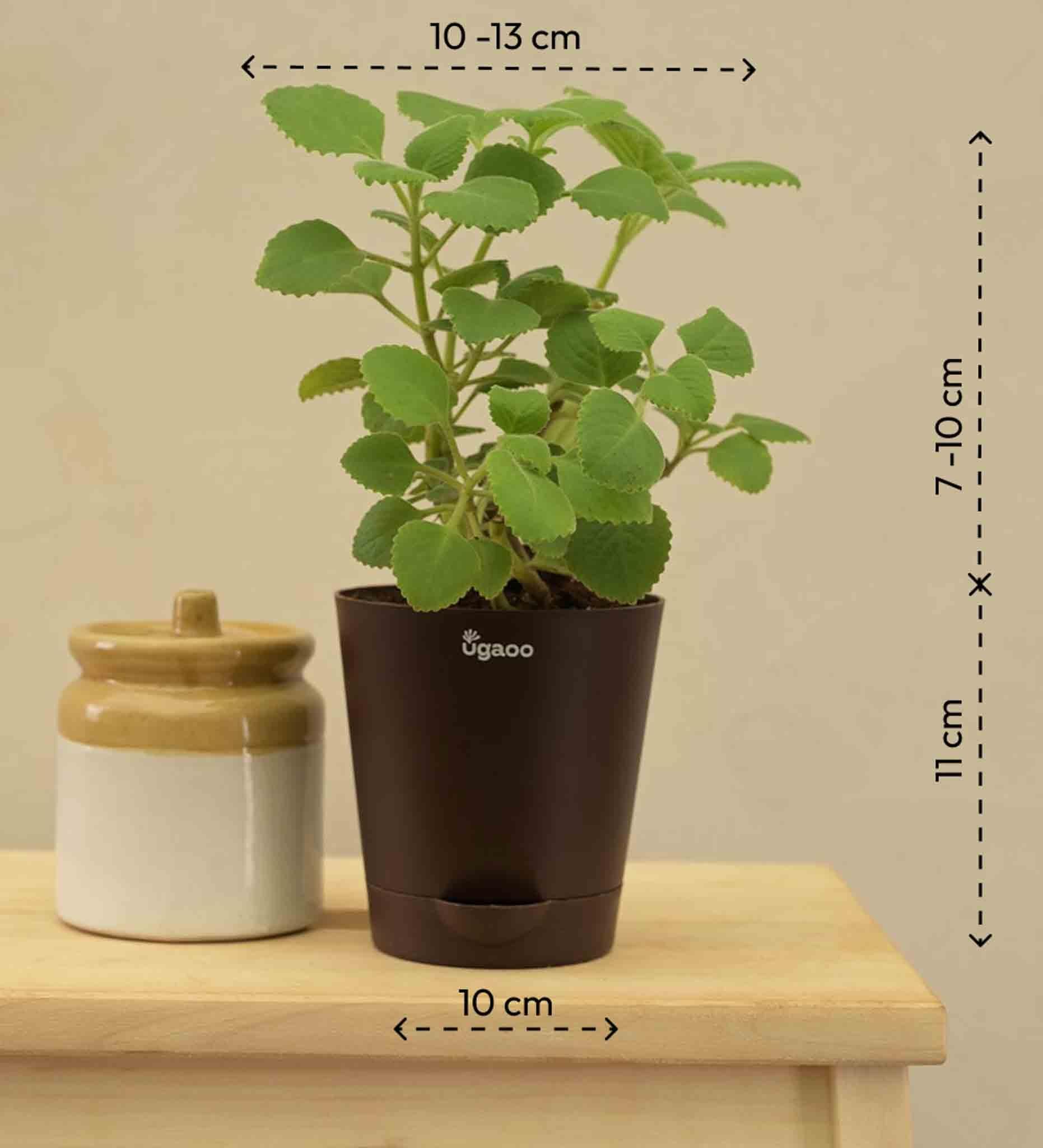 Ajwain Plant - Image 3