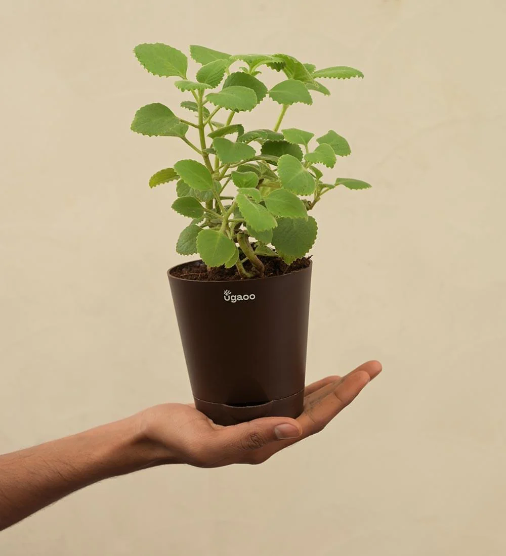 Ajwain Plant - Image 4