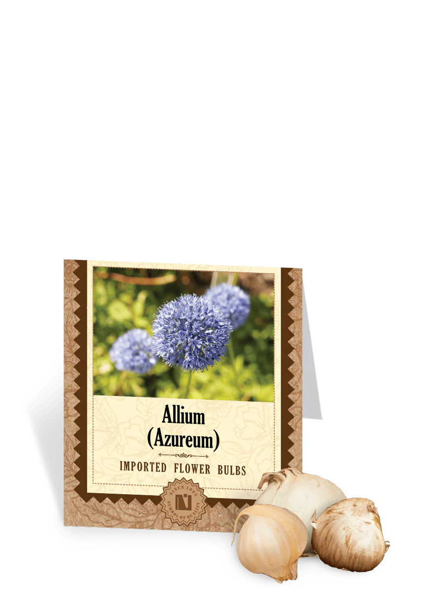 Allium Azureum Bulbs