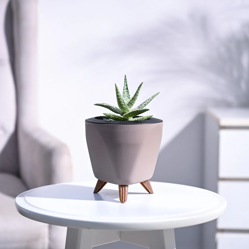 Aloe Blizzard Plant - Image 10