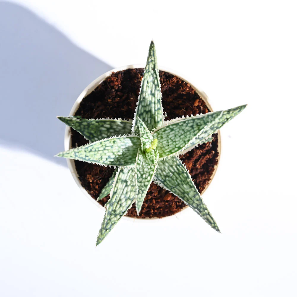 Aloe Blizzard Plant - Image 3