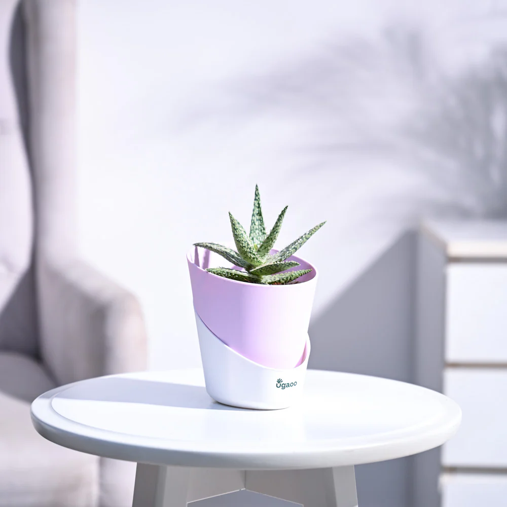 Aloe Blizzard Plant - Image 38