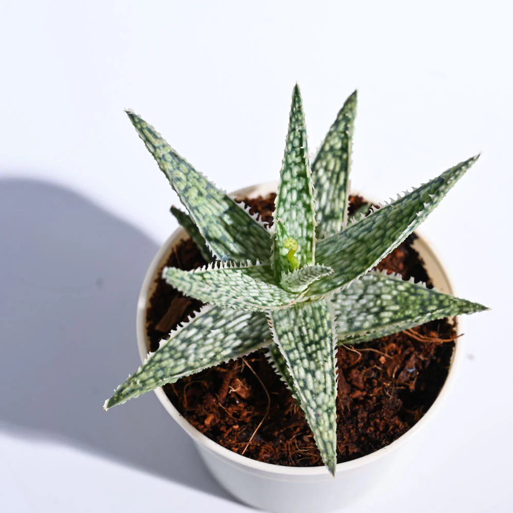 Aloe Blizzard Plant - Image 71