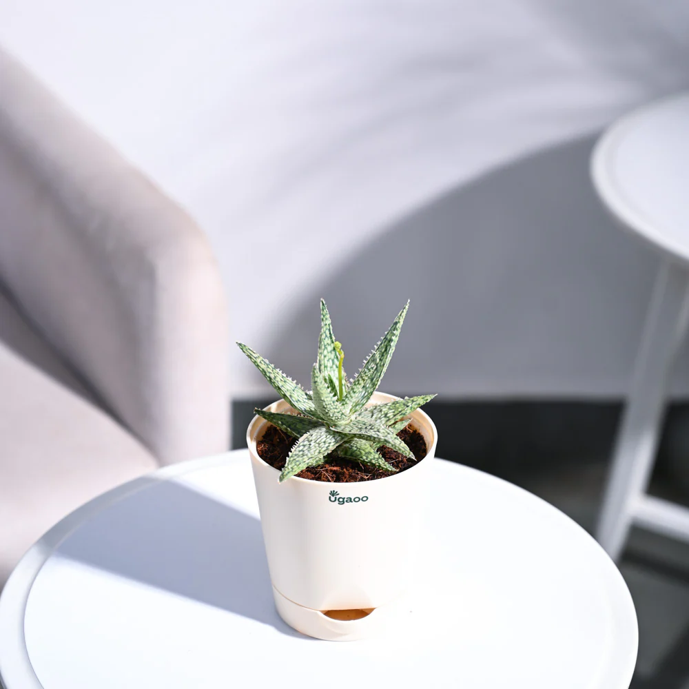 Aloe Blizzard Plant - Image 73