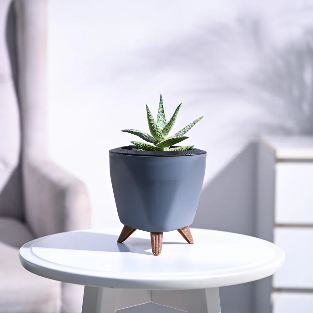 Aloe Blizzard Plant - Image 74