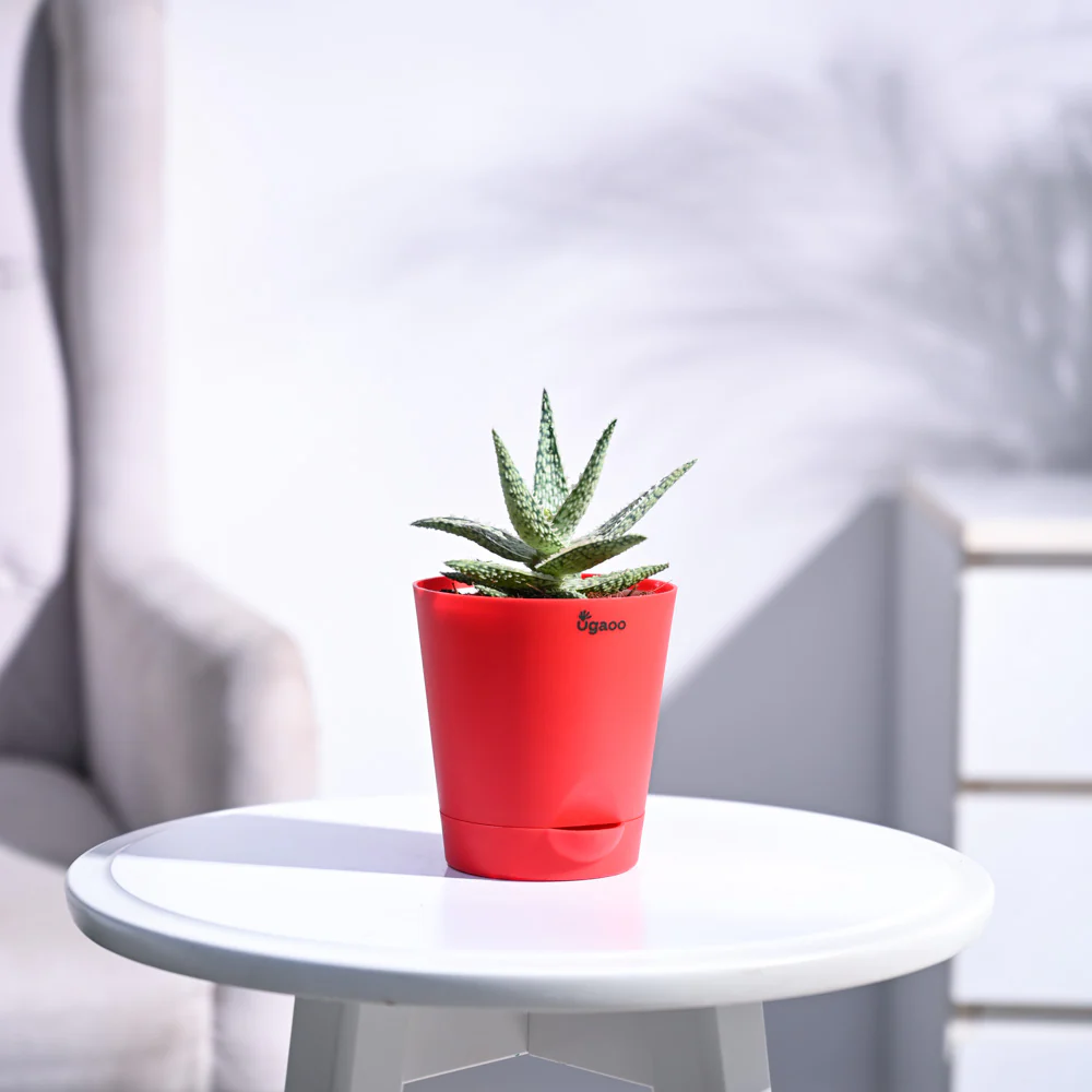 Aloe Blizzard Plant - Image 78