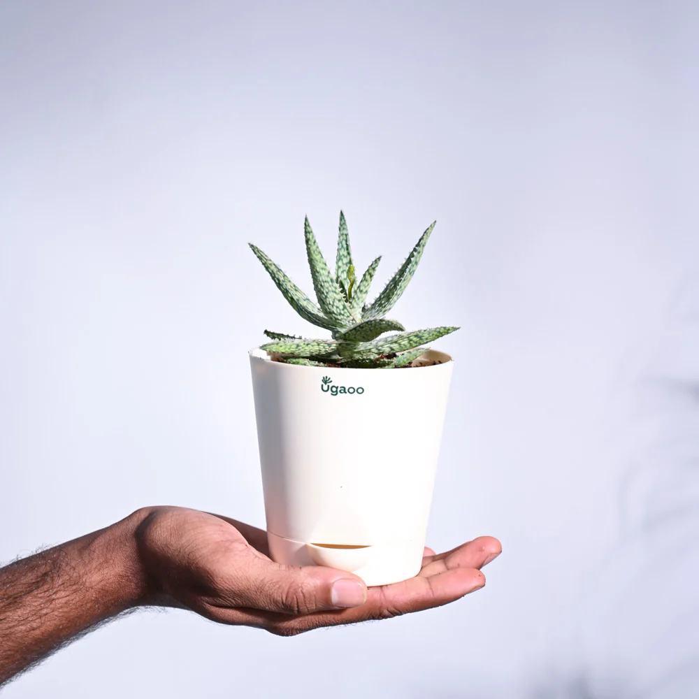 Aloe Blizzard Plant - Image 8