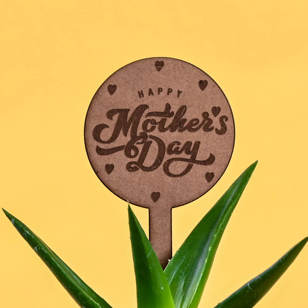 Aloe Vera Green Mini For Mother's Day Gifting - Image 3