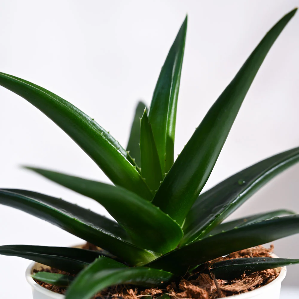 Aloe Vera Green Mini Plant For Environment Day Gifting - Image 12