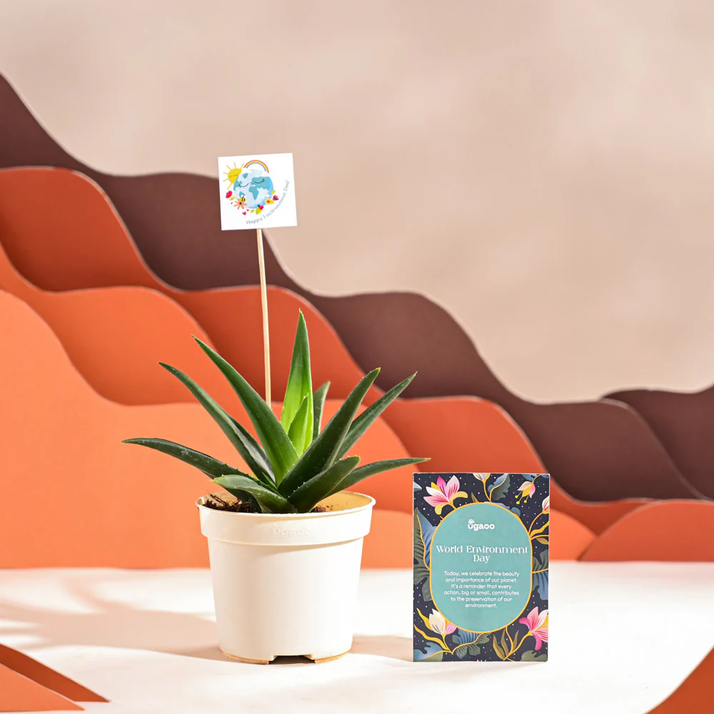 Aloe Vera Green Mini Plant For Environment Day Gifting - Image 20