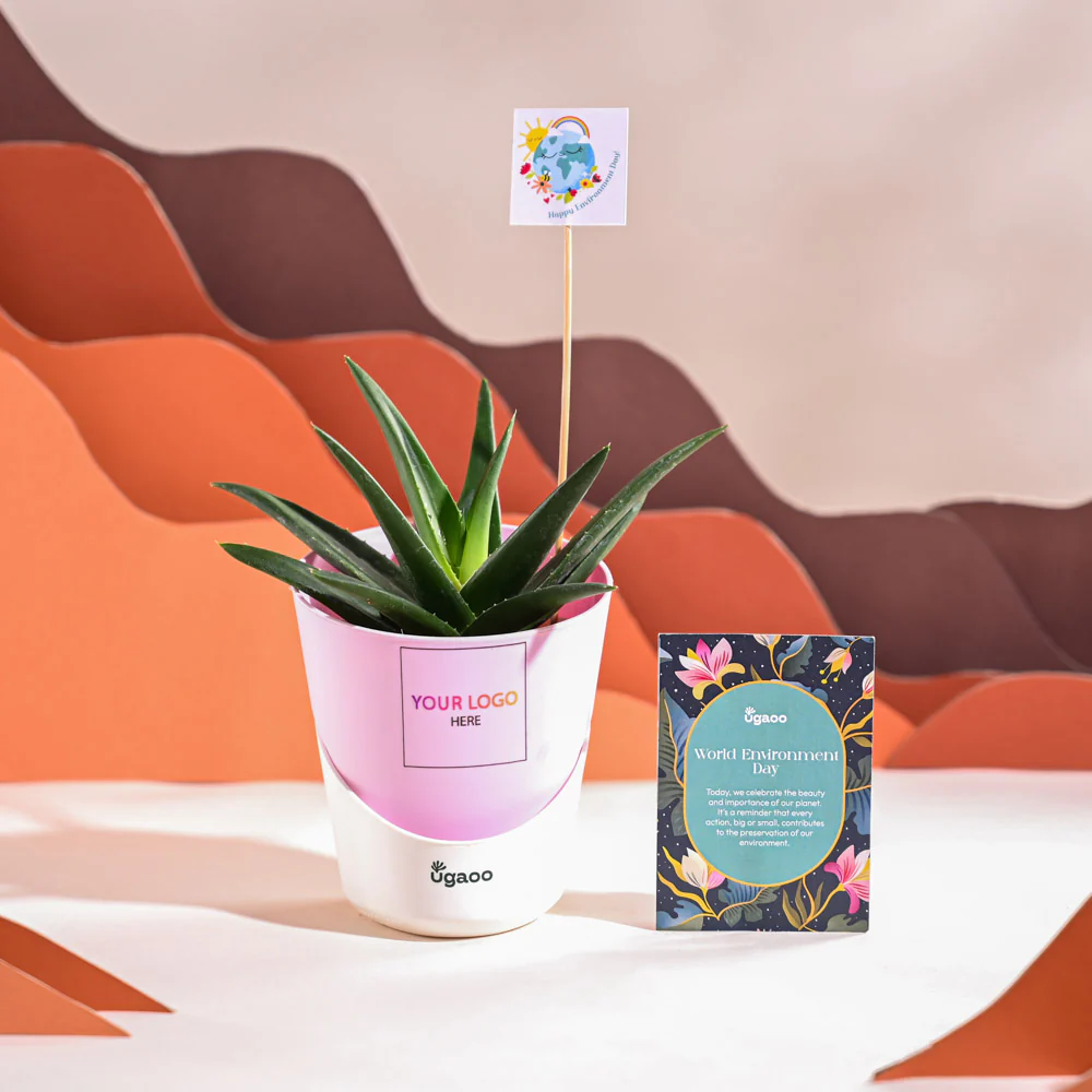 Aloe Vera Green Mini Plant For Environment Day Gifting - Image 25