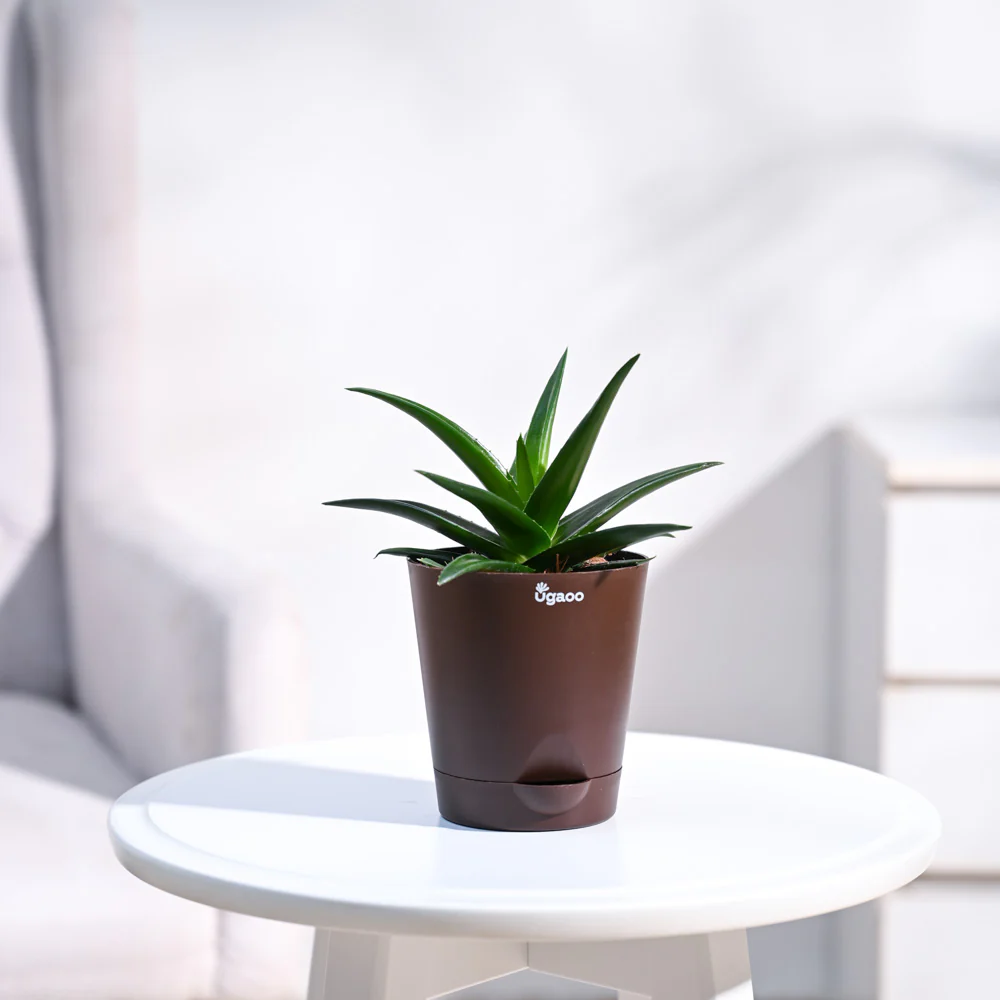 Aloe Vera Mini Plant - Image 10